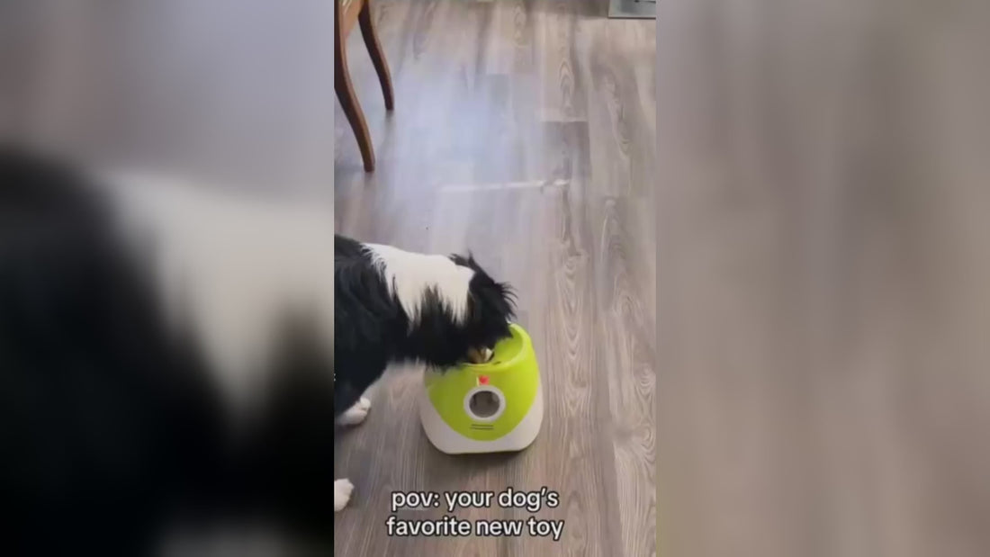 Petnola hero video - dog with automatic ball launcher